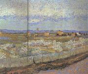 La Crau with Peach Trees in Blossom (nn04), Vincent Van Gogh